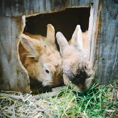 Bio Ferienbauernhof Voss דירה