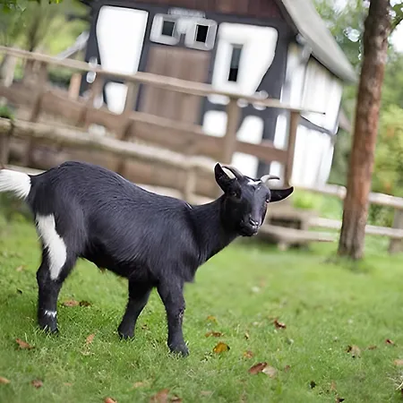 Bio Ferienbauernhof Voss