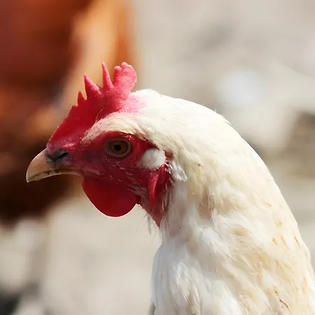 Bio Ferienbauernhof Voss *