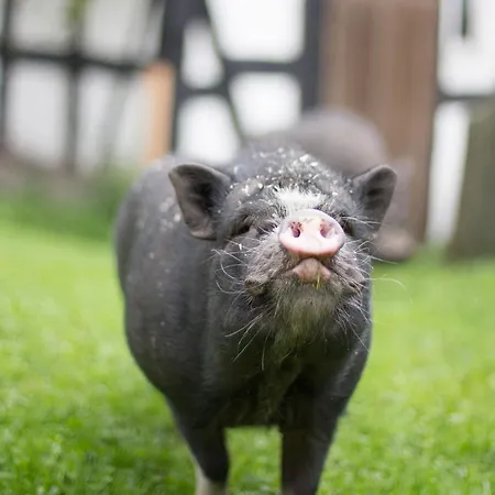 דירה Bio Ferienbauernhof Voss