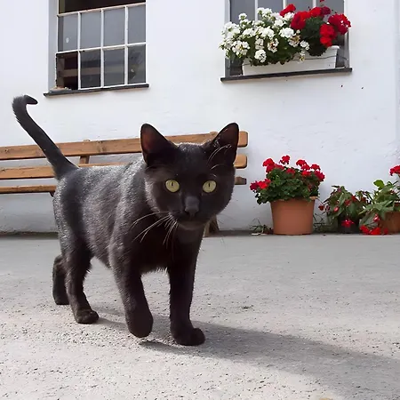 דירה Bio Ferienbauernhof Voss *