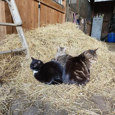 Bio Ferienbauernhof Voss דירה *