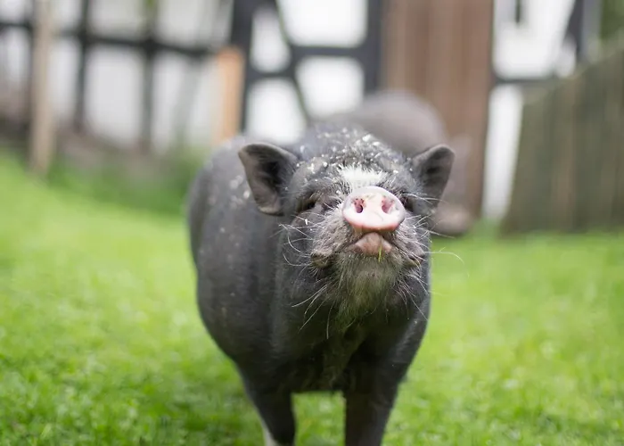 Lejlighed Bio Ferienbauernhof Voss