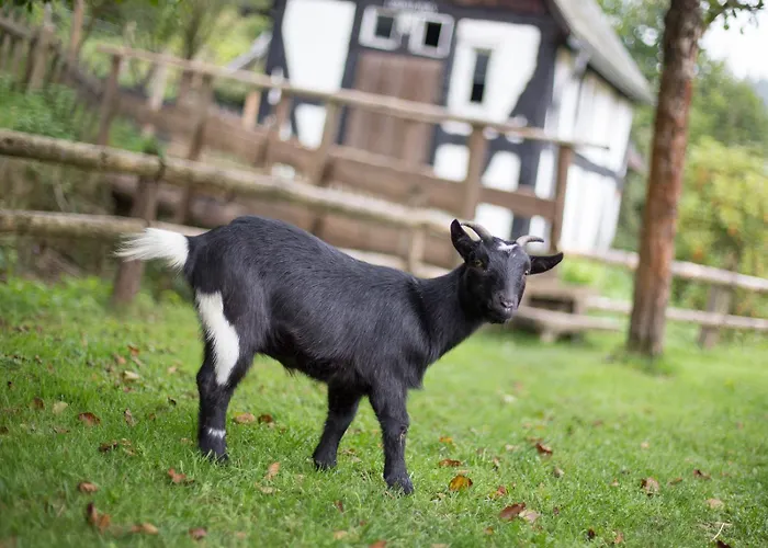 Bio Ferienbauernhof Voss * Schmallenberg