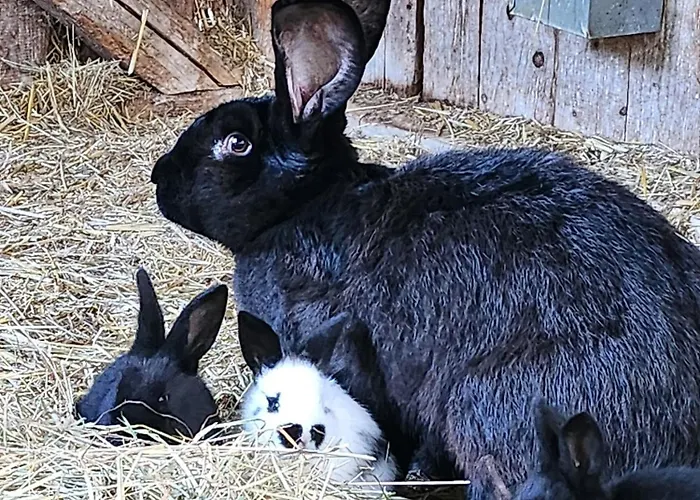 Bio Ferienbauernhof Voss Lejlighed