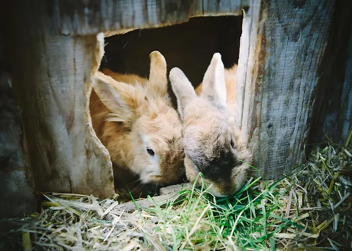 Bio Ferienbauernhof Voss Lejlighed