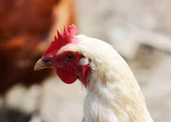 Bio Ferienbauernhof Voss * Schmallenberg